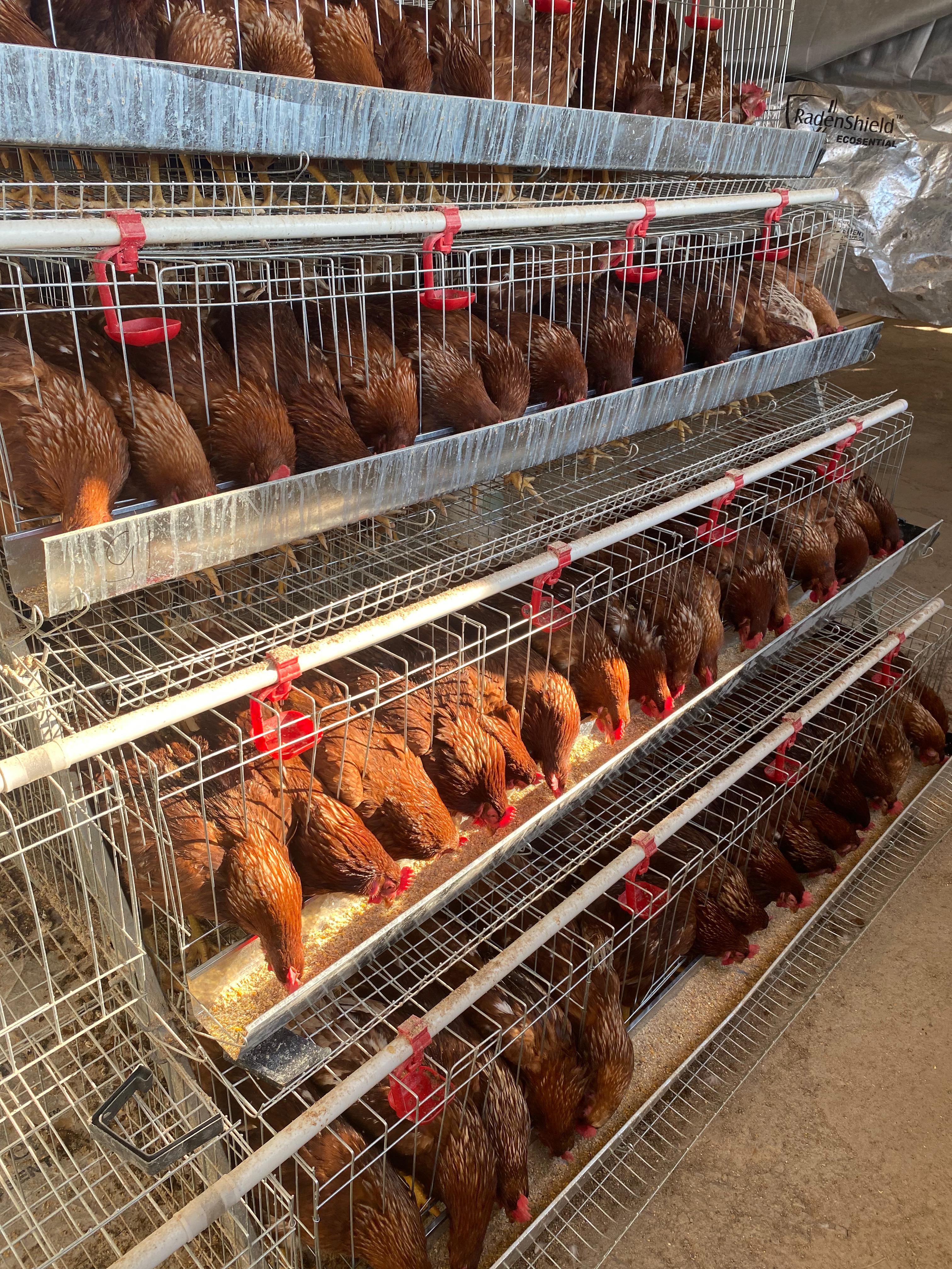 Egg collection process